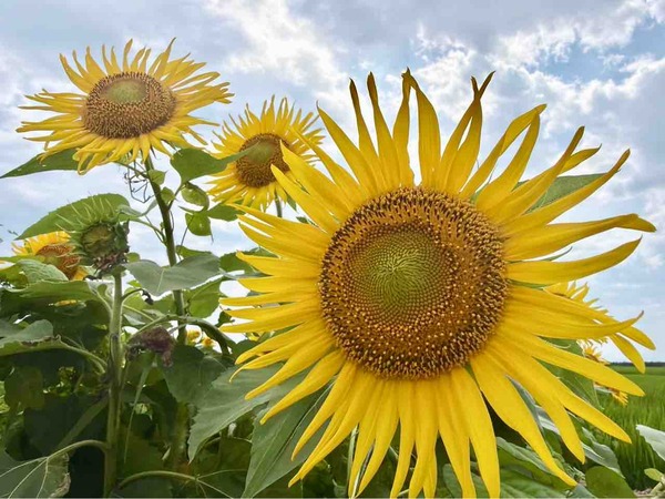 Sun Flower Fes2026
