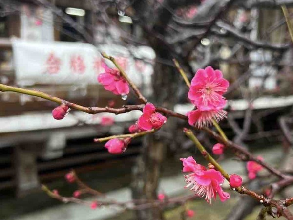 白山神社 梅の花