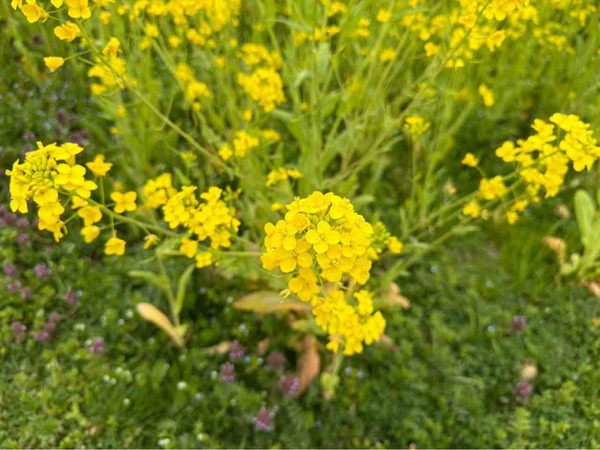 上堰潟公園 菜の花
