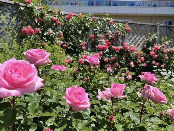 約130種類800本のバラがお出迎え！『いくとぴあ食花』の『キラキラガーデン』で『キラキラガーデン 春のばらまつり』開催！5月25日～6月9日。
