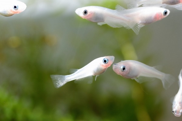 メダカ販売会&メダカすくい