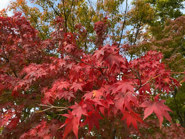 紅葉スポット2024 新潟市 白山公園