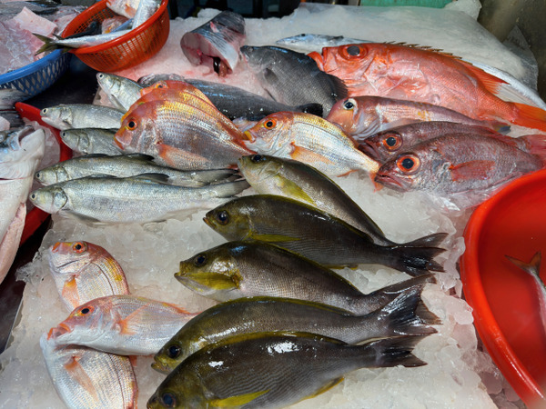 鮮魚の販売に飲食やステージも！西区五十嵐2の町『新川漁港』で『新川漁港大漁祭』開催！5月3日。