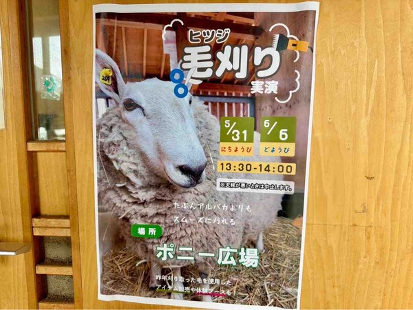 ヒツジの毛刈り