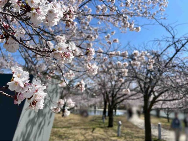 白山神社・りゅーとぴあ 桜