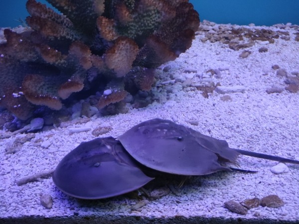 みずみずランド あそべ~る水族館