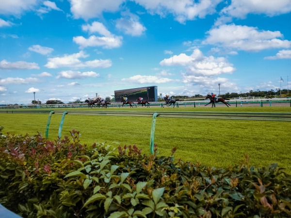 第1回 新潟競馬(2025年)