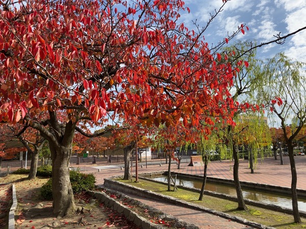 紅葉スポット2024 新潟市 西大畑公園