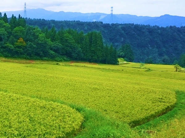 出張！安住がいく 新潟編