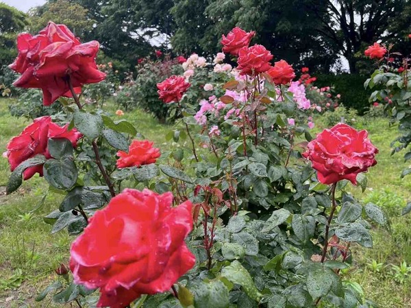 濁川公園 バラ