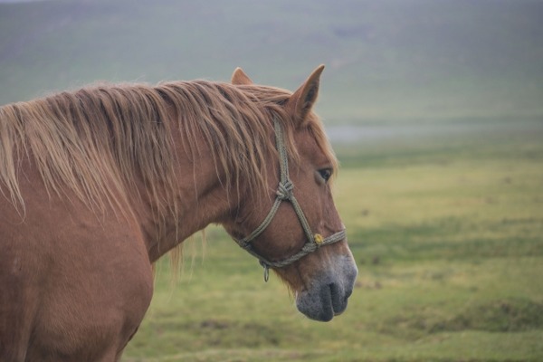 馬がやって来る!