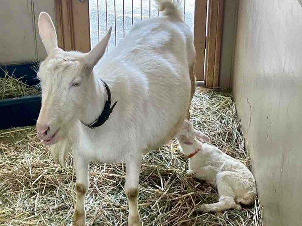 新潟市 イベント 4月