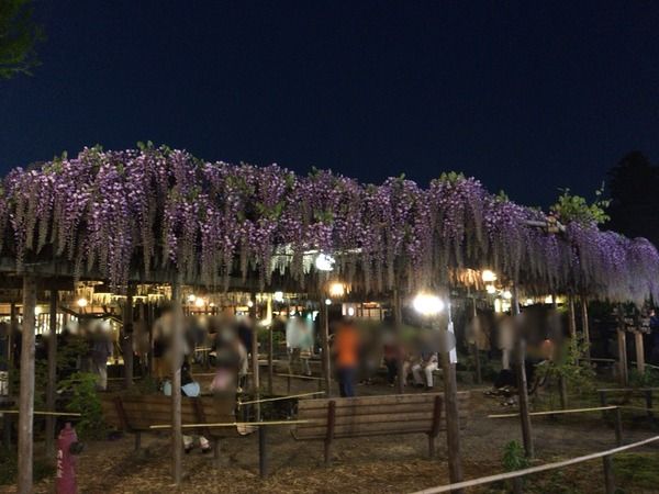 ふじ