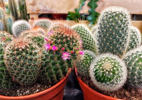 Plants Hobbyist（プランツホビイスト）-植物愛好家-