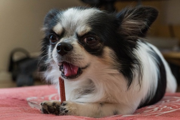 沼垂テラス朝市 いぬねこ