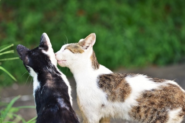 ねこmarché（ねこマルシェ）