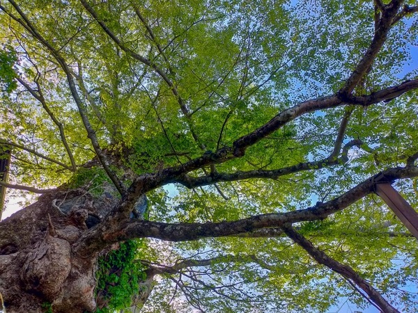 急傾斜地 伐採木 無償譲渡