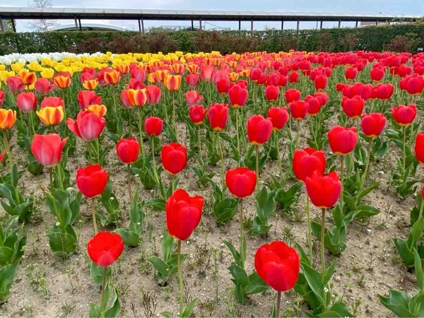 チューリップ菜の花フェスタ