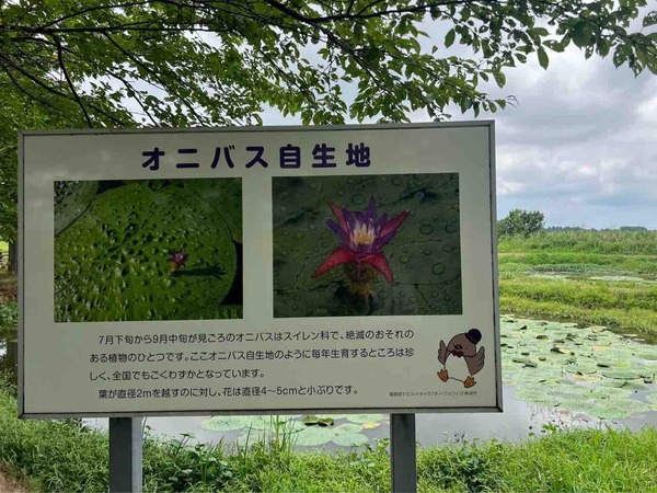 福島潟オニバス