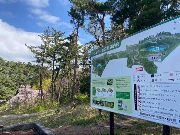 じゅんさい池公園 しだれ桜