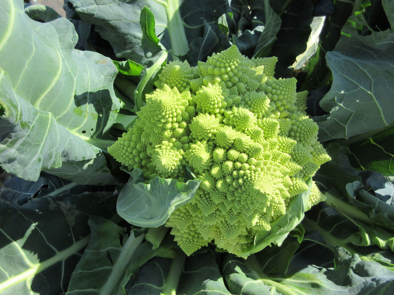 野菜製作所 野菜製作所