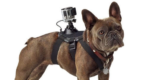 GoProが犬に装着できるハーネス「Fetch」を発売。これは散歩が捗るな