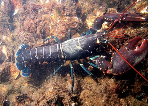 【正論】イギリス「ロブスターも苦痛は感じる。生きたまま茹でるのは禁止」