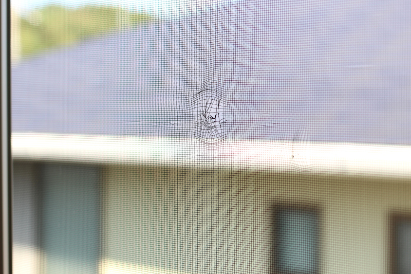 IMG_7152 - コピー