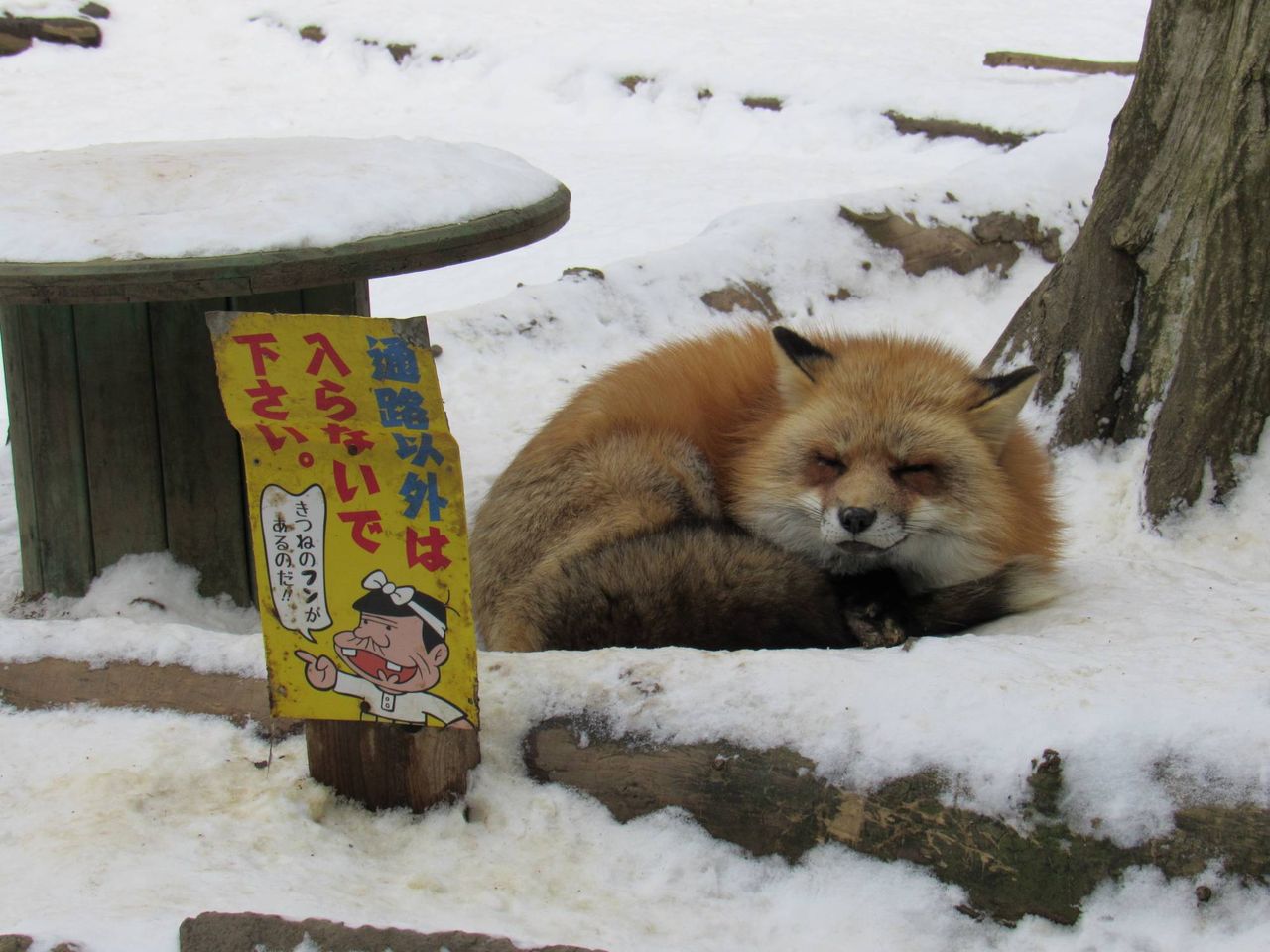 蔵王キツネ村行ってきたやでー Ittekitakara Backup