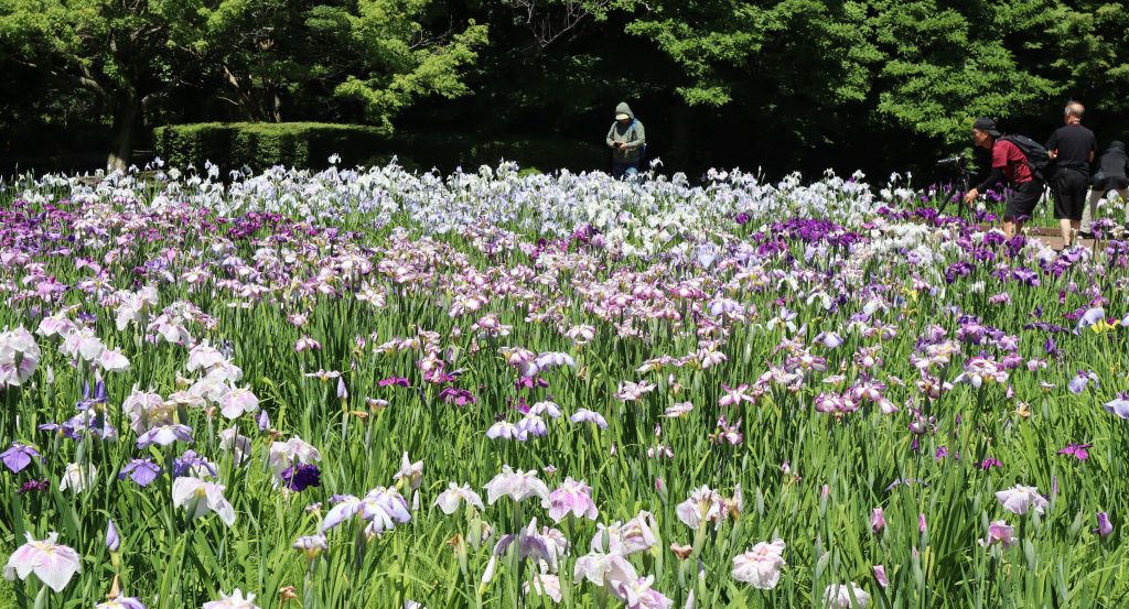 森の中の花しょうぶ…② : 私の好きな時間空間仲間たち…一日一楽
