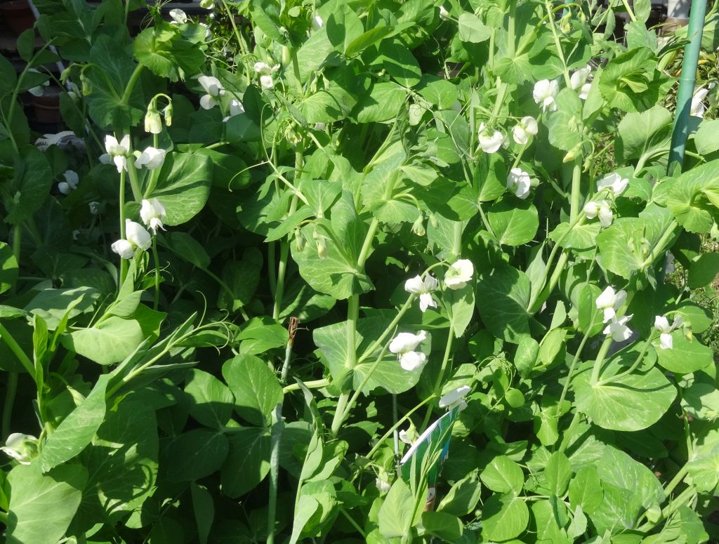 えんどう豆の花が咲きました 私の好きな時間空間仲間たち 一日一楽
