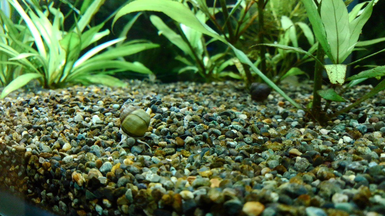 アクアリウム Ittoの擬似餌物語 アクアリウム Ittoの擬似餌物語