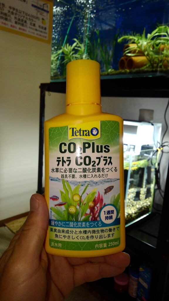 コケ問題 Ittoの擬似餌物語