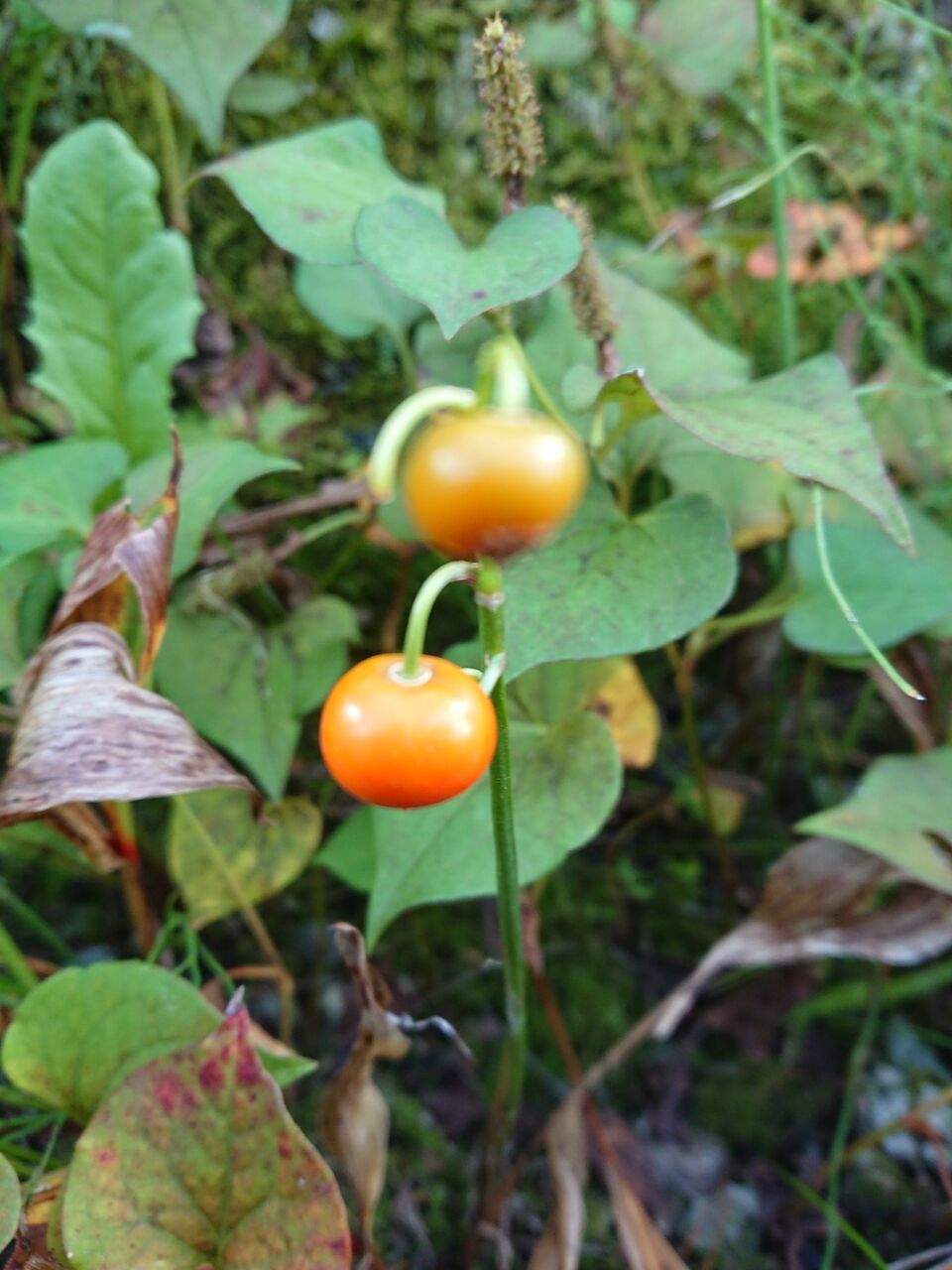 花便り スズランの種 山城工芸の朝市ブログ 花便り スズランの種 山城工芸の朝市ブログ