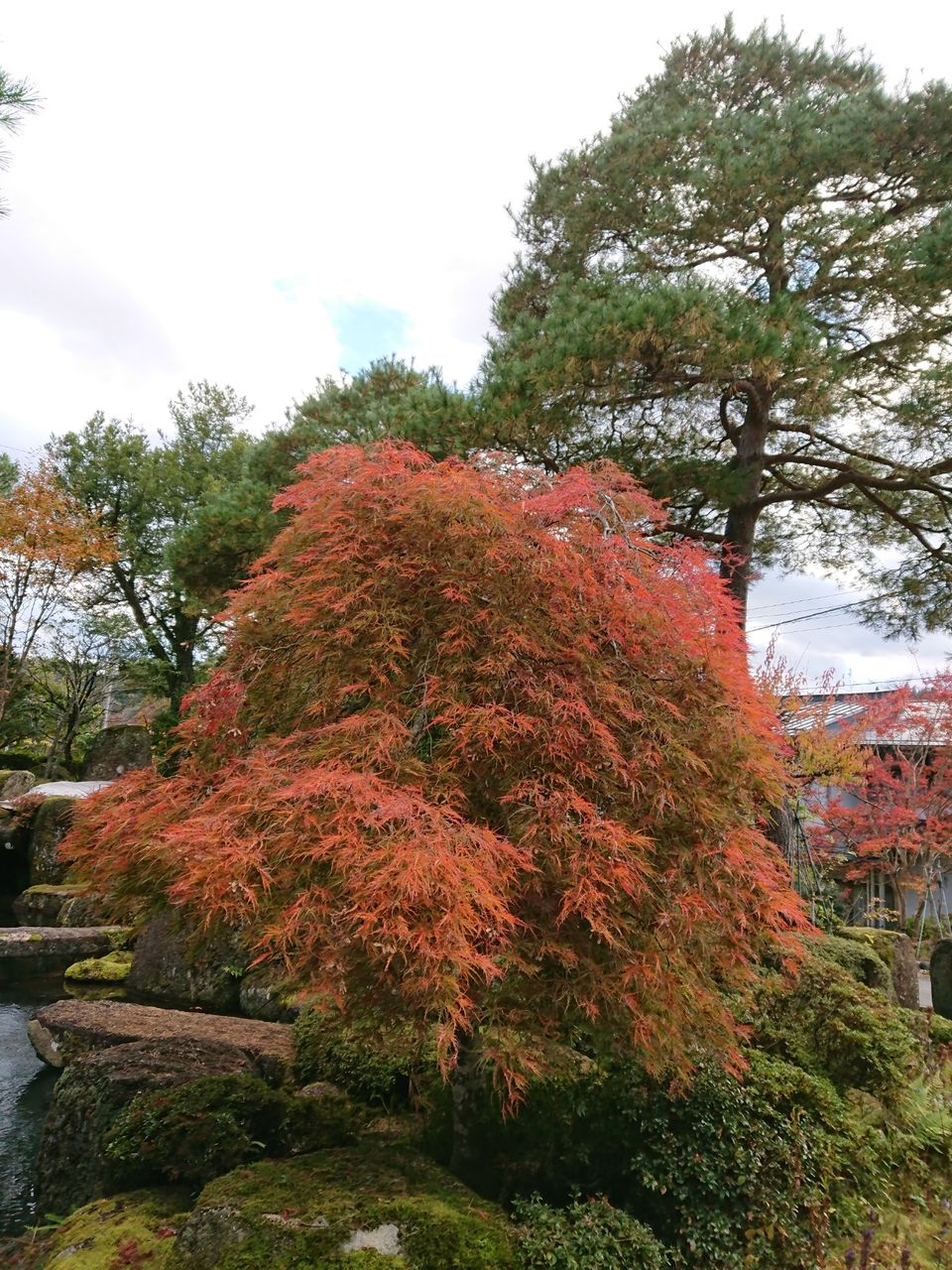 庭の紅葉 山城工芸の朝市ブログ