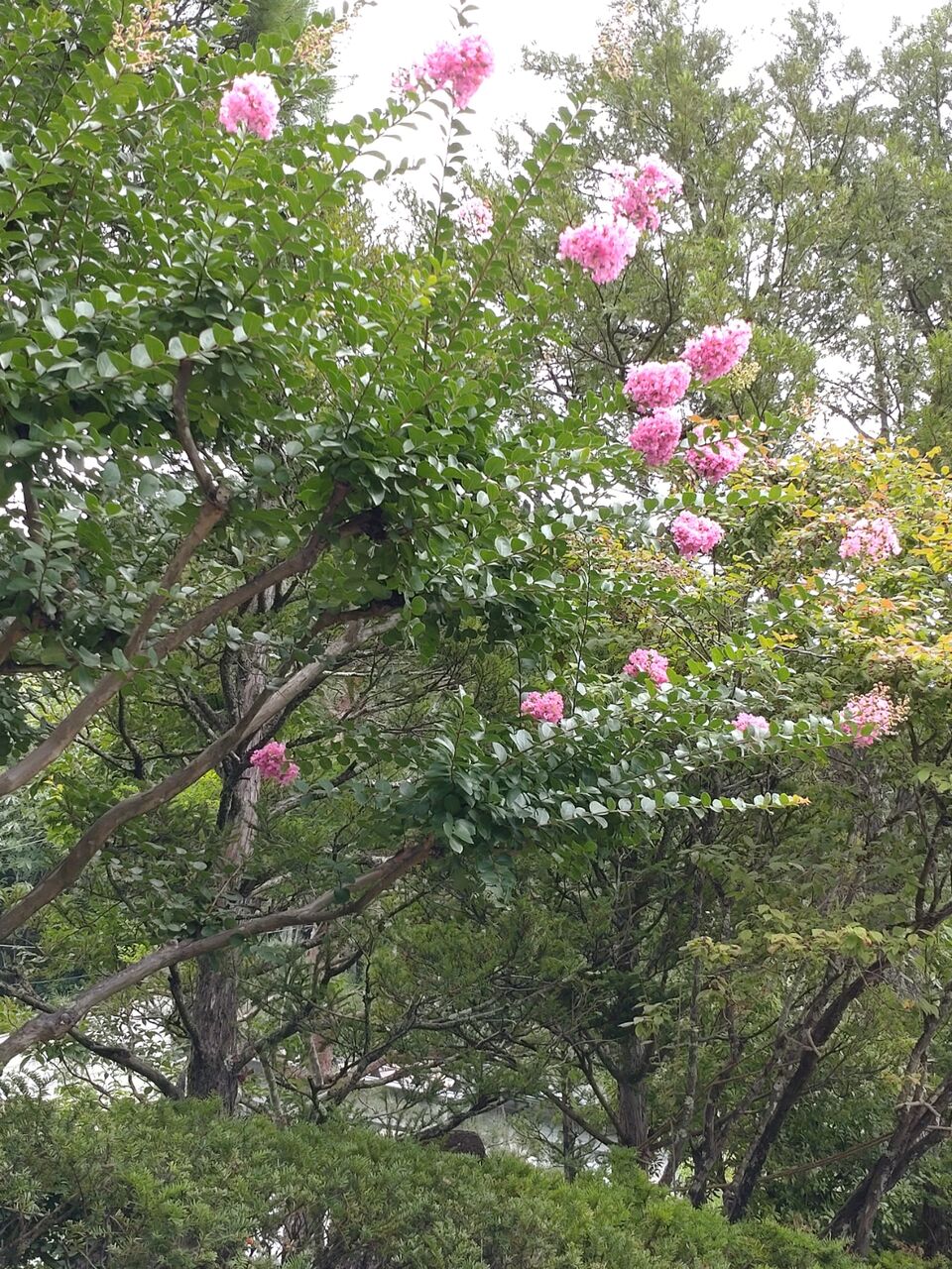 花便り サルスベリ 百日紅 山城工芸の朝市ブログ