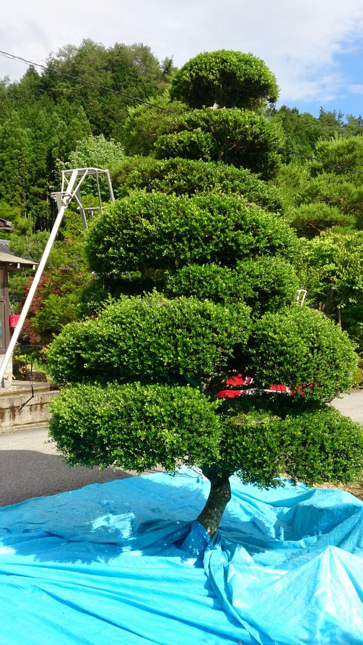 ツゲの木の剪定 山城工芸の朝市ブログ