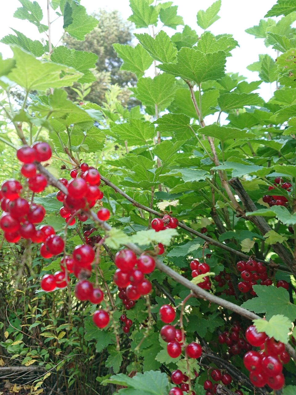 花便り フサスグリとナツツバキ 山城工芸の朝市ブログ