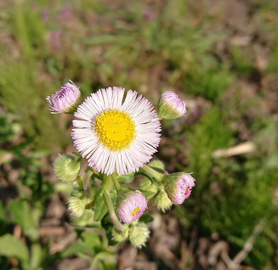 花便り ハルジオン 春紫苑 山城工芸の朝市ブログ