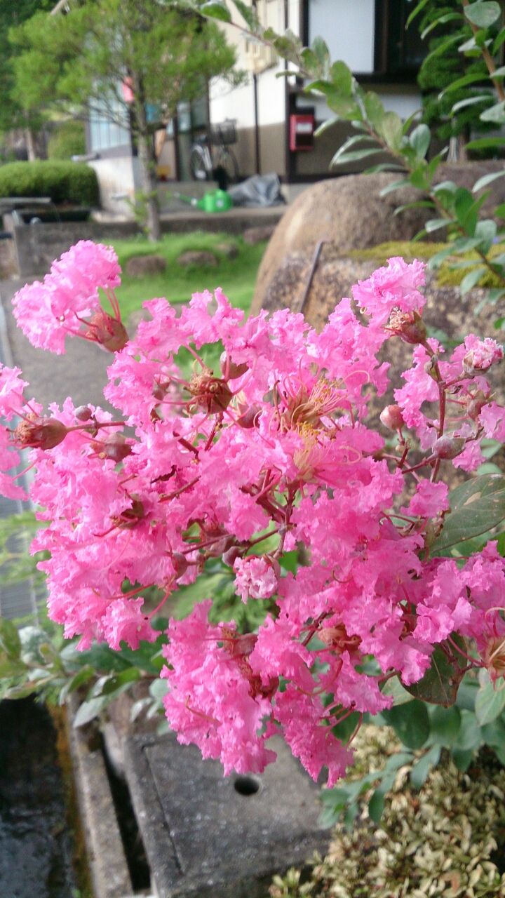 花便り 50 サルスベリ 山城工芸の朝市ブログ 花便り 50 サルスベリ 山城工芸の朝市ブログ