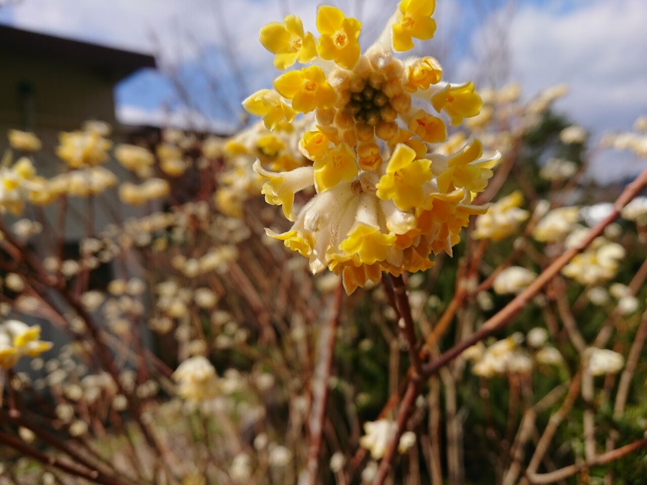 花便り ミツマタの花 山城工芸の朝市ブログ