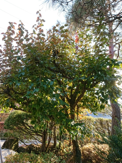 サンシュユの木の剪定 山城工芸の朝市ブログ サンシュユの木の剪定 山城工芸の朝市ブログ