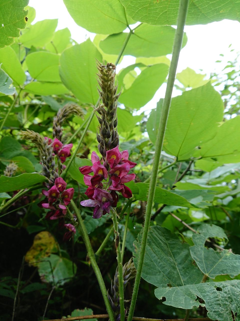 秋の七草 葛の花 山城工芸の朝市ブログ 秋の七草 葛の花 山城工芸の朝市ブログ