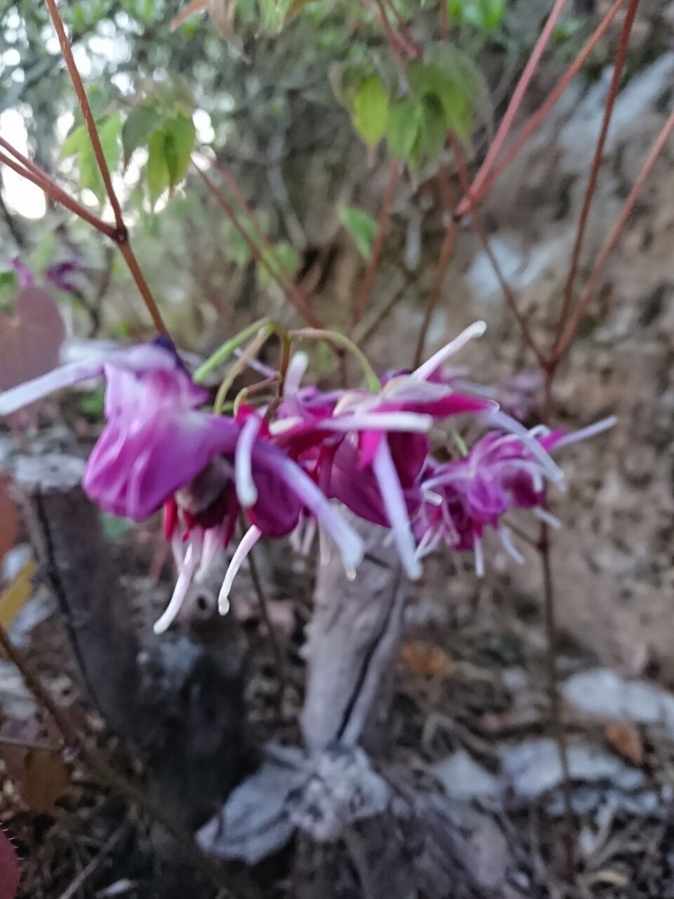 花便り イカリソウ 山城工芸の朝市ブログ 花便り イカリソウ 山城工芸の朝市ブログ