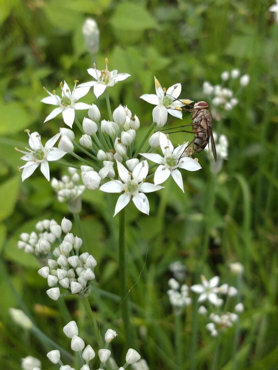 花便り 花ニラ 山城工芸の朝市ブログ