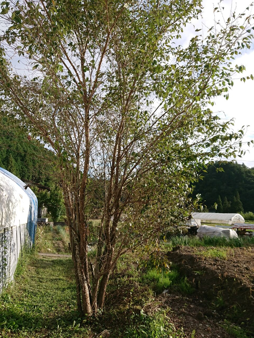 桜の木の伐採 山城工芸の朝市ブログ