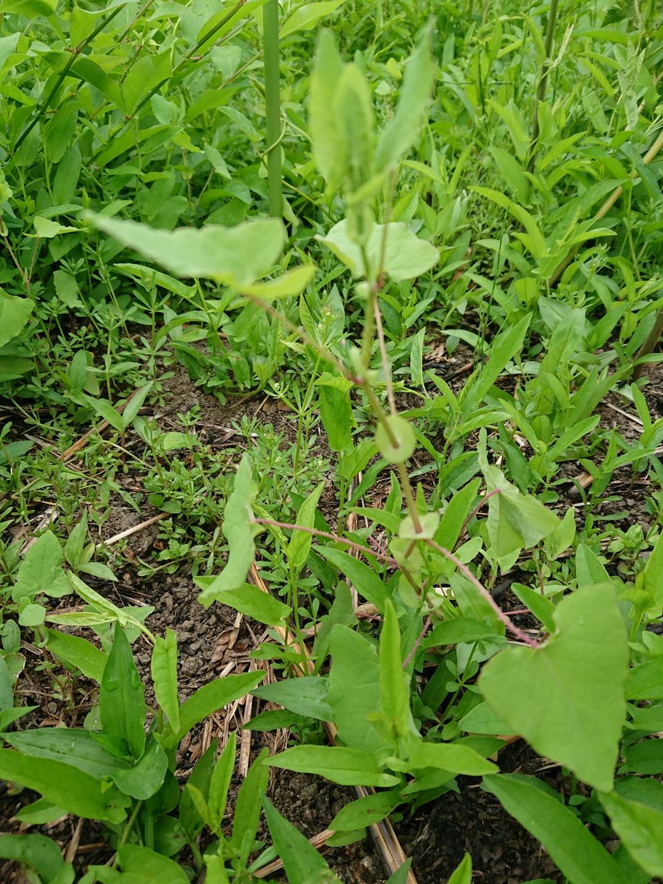 嫌な雑草 山城工芸の朝市ブログ