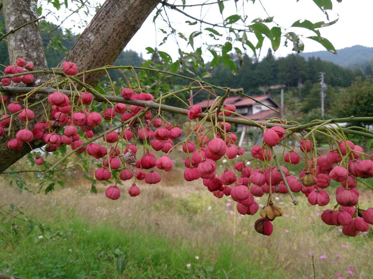 花便り 64 まゆみの実 山城工芸の朝市ブログ 花便り 64 まゆみの実 山城工芸の朝市ブログ