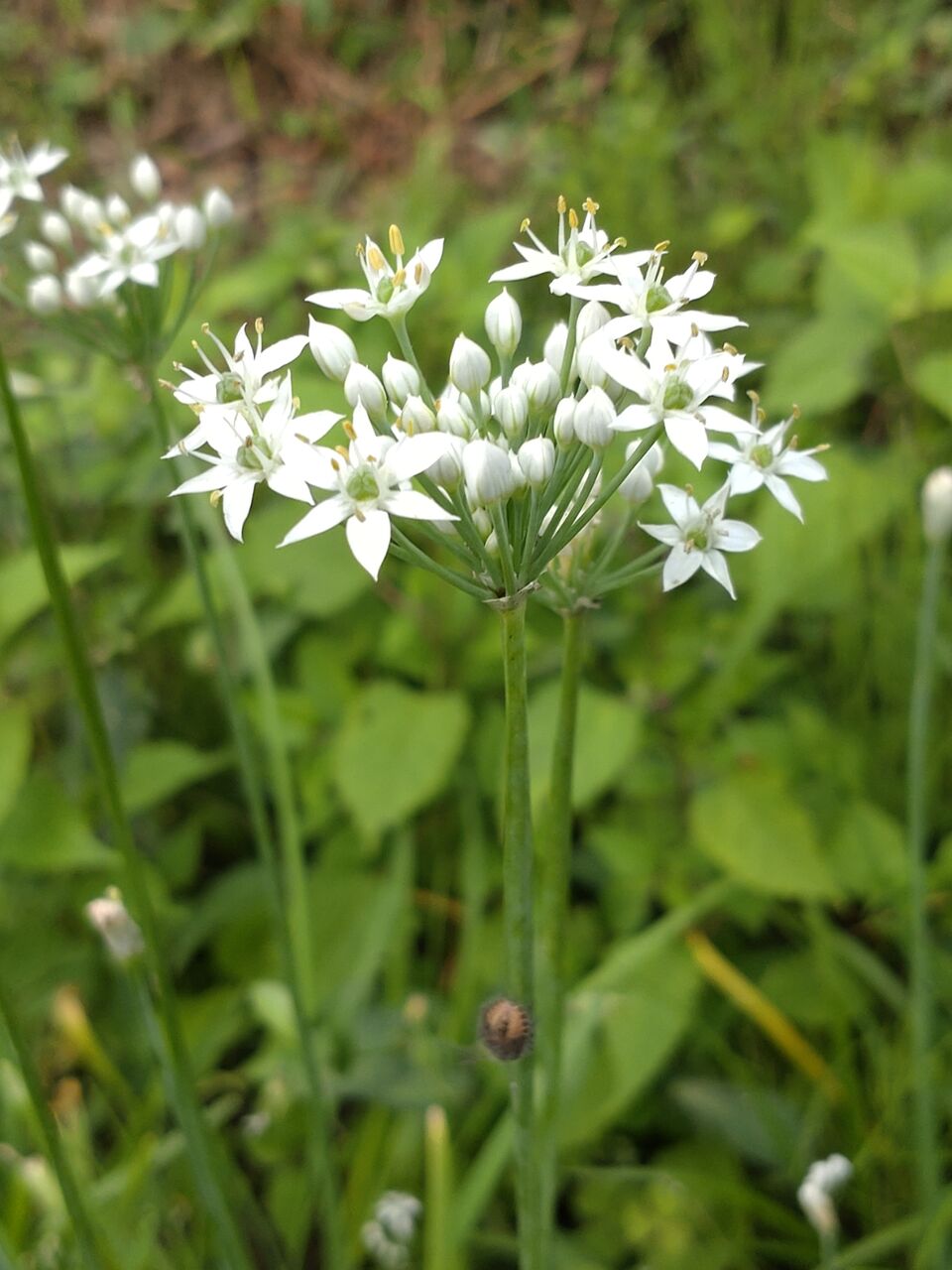花便り 花ニラ 山城工芸の朝市ブログ
