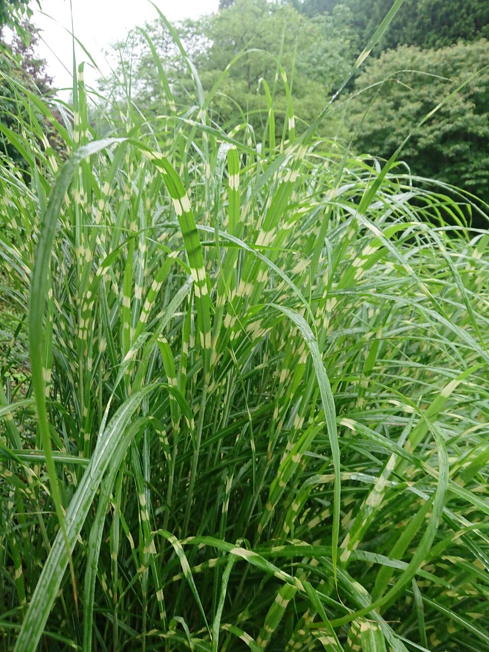 縞ススキ 山城工芸の朝市ブログ